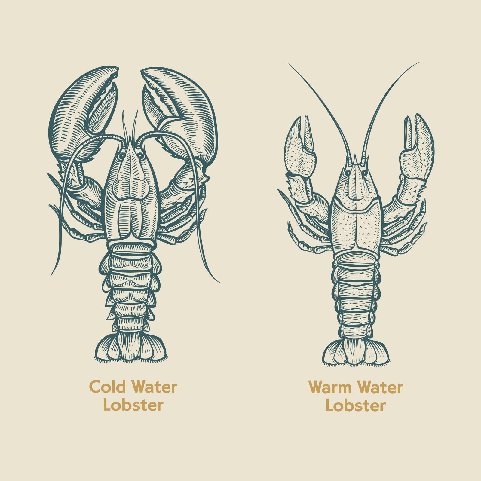 Cold Water vs. Warm Water Lobsters – boatandbarn